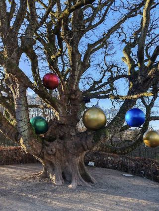 เดินเล่นสบายๆ ท่ามกลางสวนฤดูหนาวที่ส่องประกายระยิบระยับในช่วงเทศกาล 🎄✨🌿