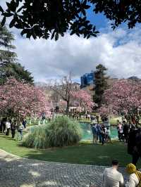 🌸 Magnolia Season at Ihlamur Kasrı: One of Istanbul’s 