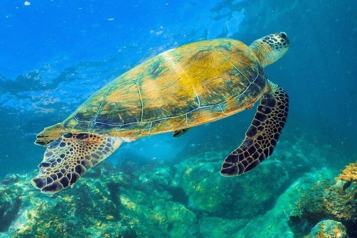 🌊 Fujairah – a different emirate, a different sea, and a meeting with a turtle! 🐢