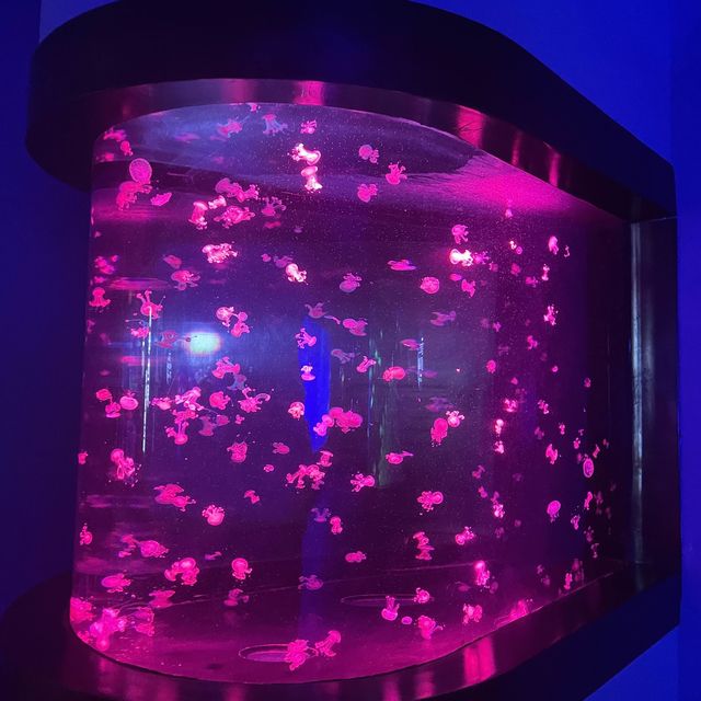 Jellyfish World At The Aquarium 