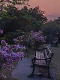 Hong Kong | I found Alice's Secret Garden 🌺 full of rhododendrons in bloom.