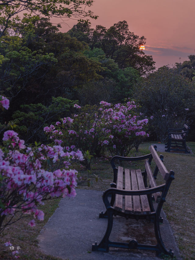 Hong Kong | I found Alice's Secret Garden 🌺 full of rhododendrons in bloom.