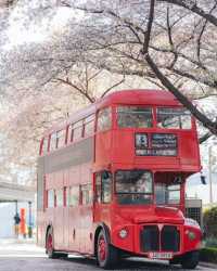 Daegu's cherry blossom viewing spots summary