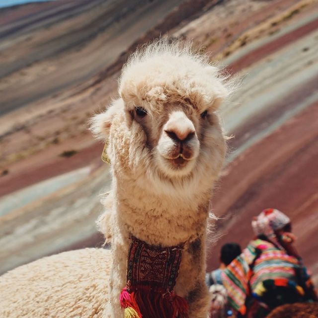 A 7-day plan for traveling to Peru 🇵🇪🦙