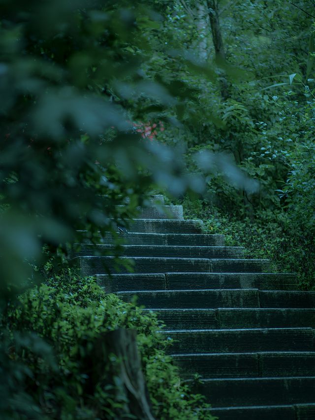 人生建議，下雨天一定要去深圳這座寶藏的森林公園，太出片啦！