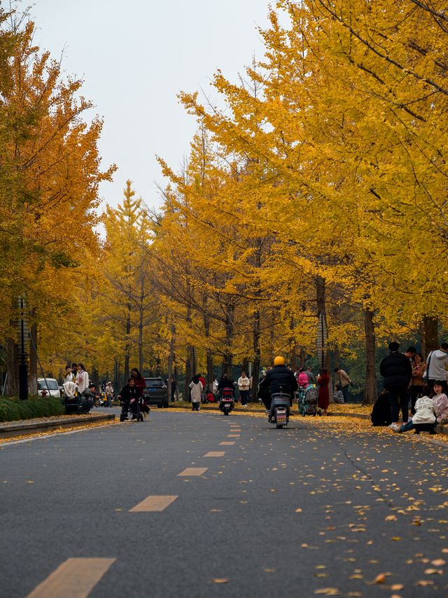 不騙人！已渲染99%！成都公園免費看銀杏