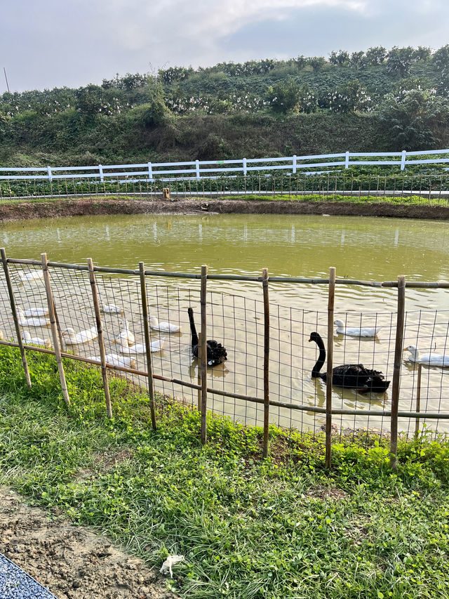 成都周邊1h，新開的橘子主題樂園