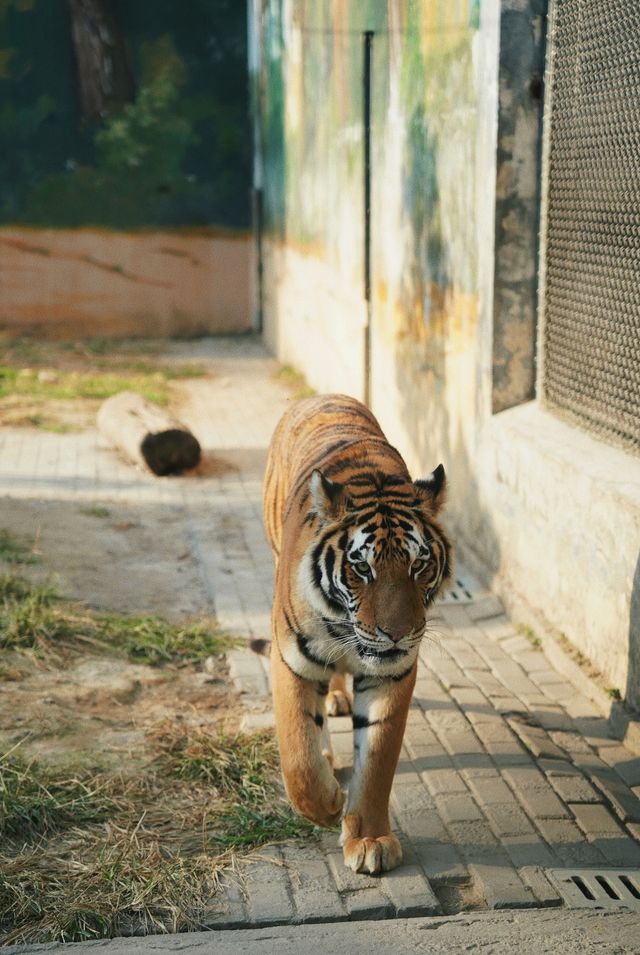 親子好去處溫州景山動物園爬山看動物