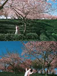 坐粉紅色小火車宮赴福建最美賞櫻之地