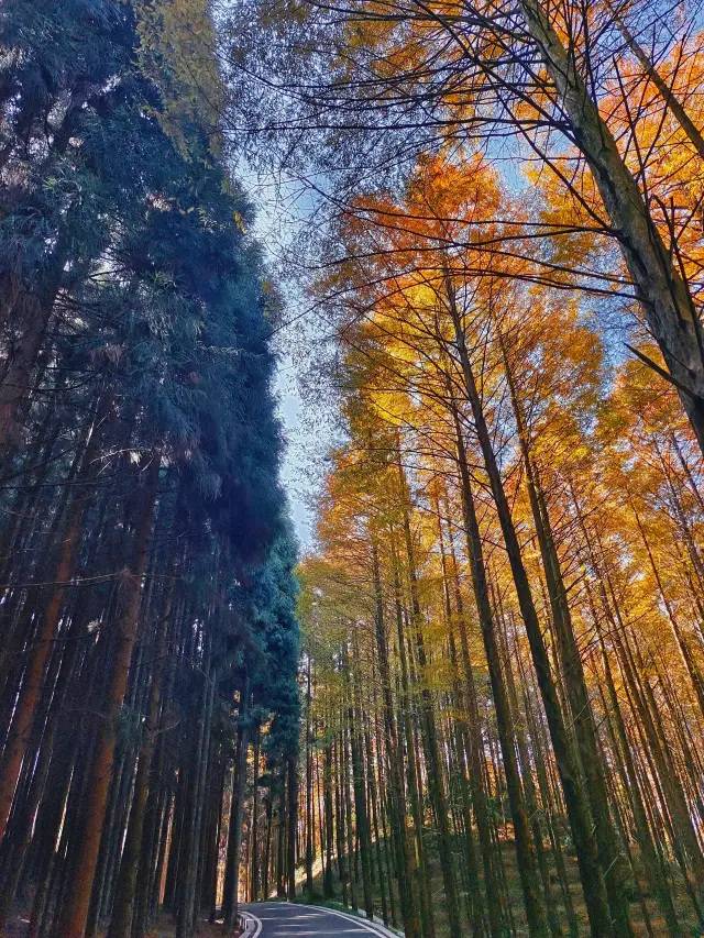 重慶這個平分秋色的——山王坪