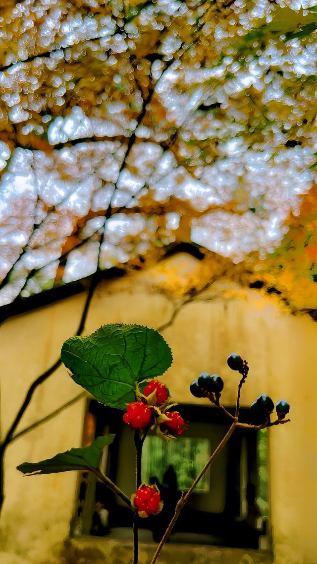 梅林南路·雲棲竹徑·真際寺 輕親子徒步