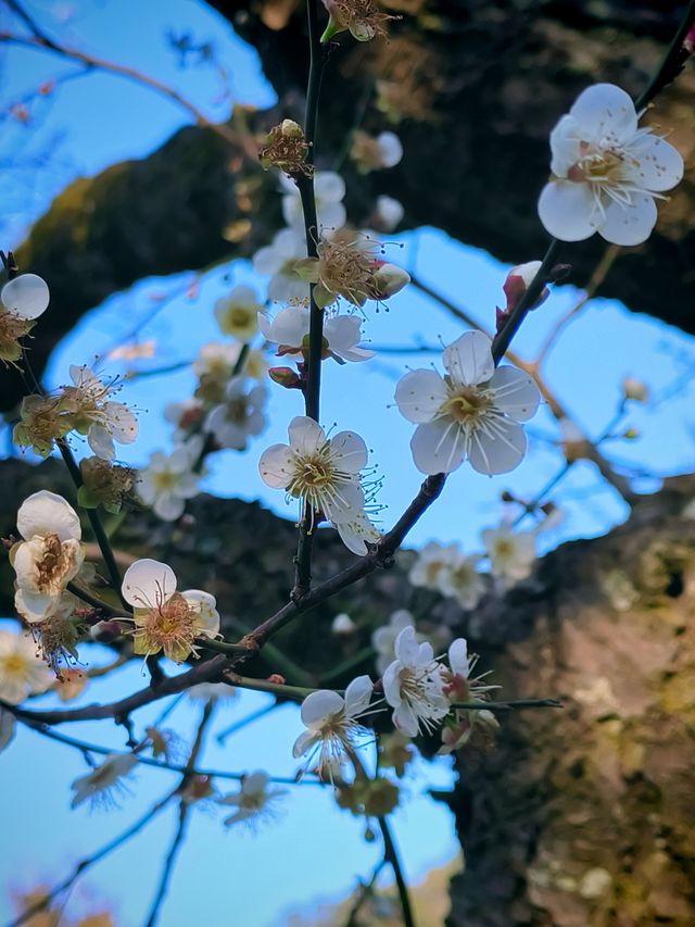 廣州石門國家森林公園賞梅正當時