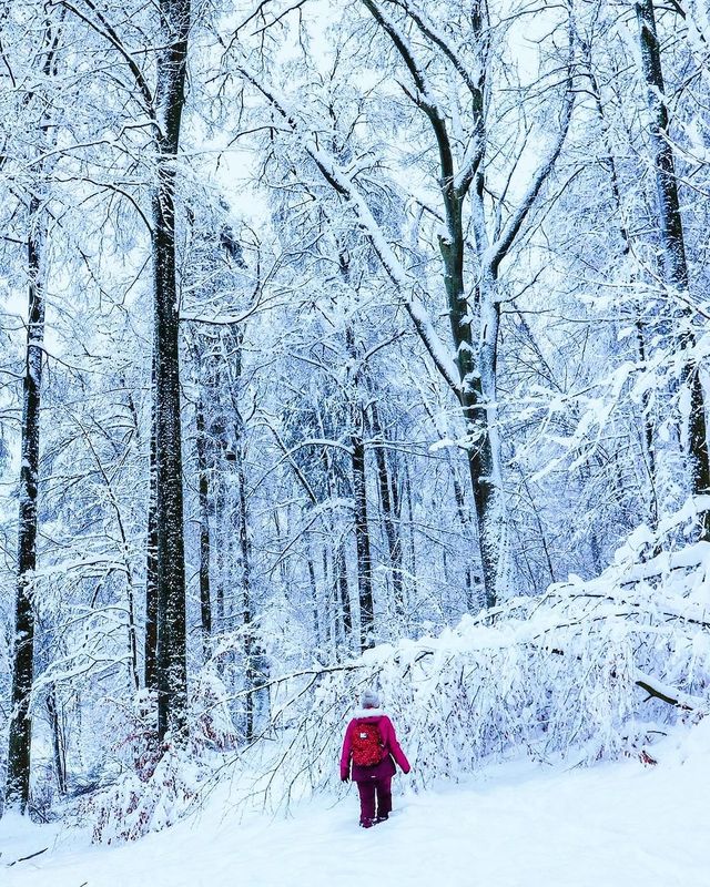 Winter Wonderland Unveiled: Exploring the Enchanting Zurich Forest in the Snow ❄️🌲