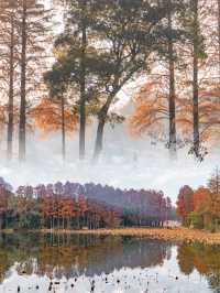武漢杉林秘境 | 東湖水杉如油畫般絕美！！！