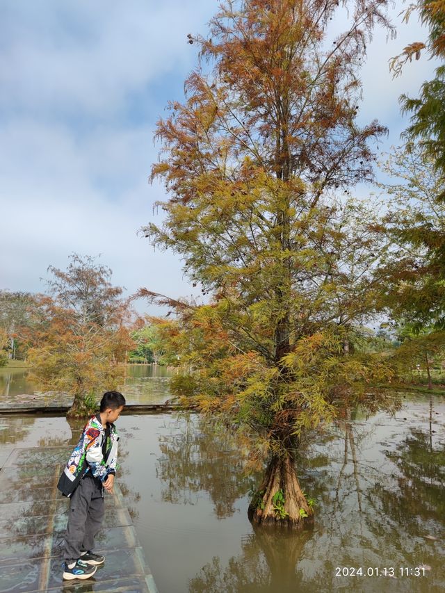 西雙版納中科院植物園，告莊出發攻略