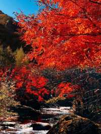 本溪頂級秋色｜看漫山紅遍、聽葉落清泉