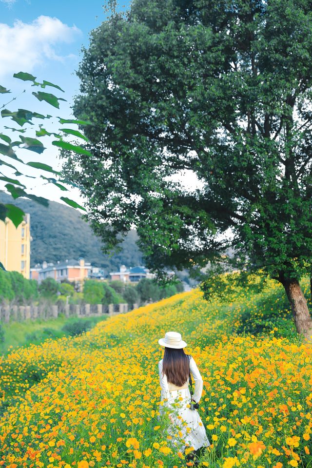 杭州你別太離譜淪陷在秋日的花海