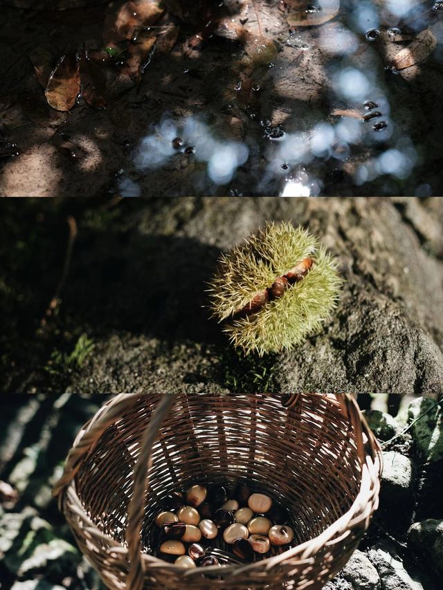 山野生活|又到了摘板栗的季節啦！