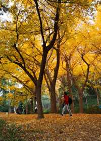 古漪園 -上海五大古典園林之一