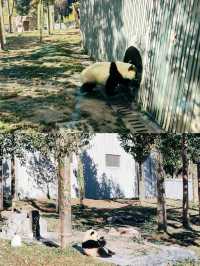 汶川臥龍中華大熊貓苑神樹坪基地一日遊