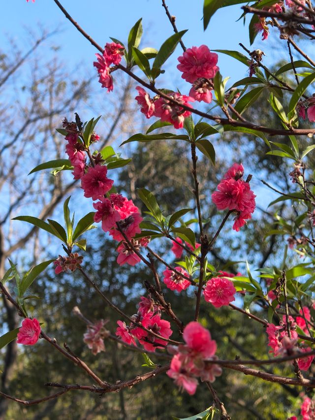 桃花一簇開無主，可愛深紅愛淺紅