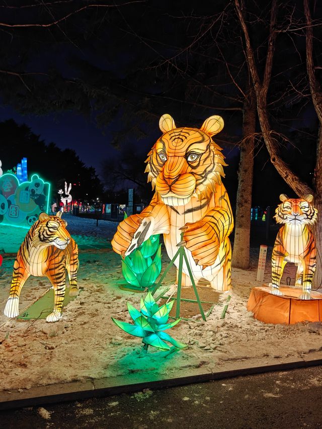 一次愉快的動物園夜遊