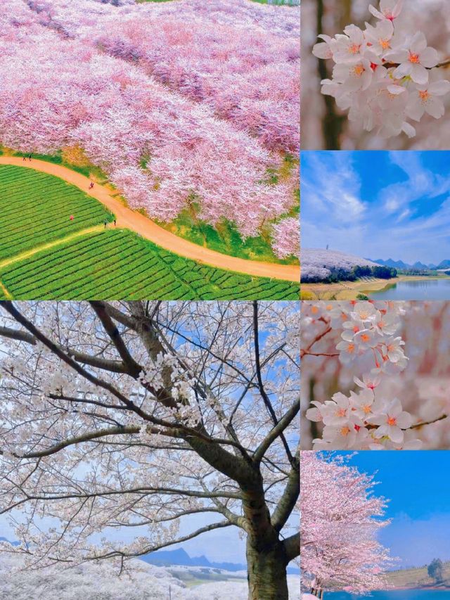 貴州櫻花3月盛開，提前做好攻略!美爆了
