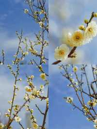 合肥拍梅花機位推薦！天鵝湖公園遙遙領先