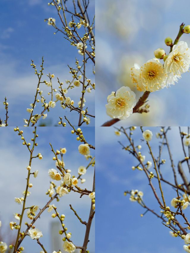 合肥拍梅花機位推薦！天鵝湖公園遙遙領先