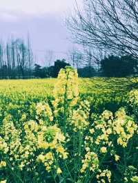 崇州重慶路油菜花黃了 | 成都春日賞花攻略