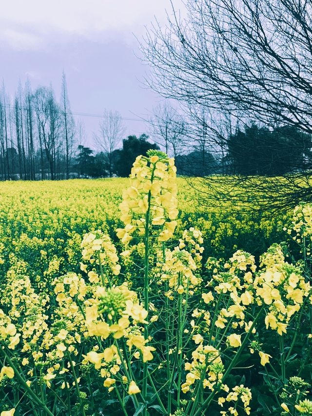 崇州重慶路油菜花黃了 | 成都春日賞花攻略