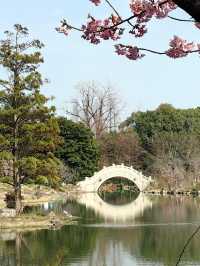 櫻花季（上海植物園）