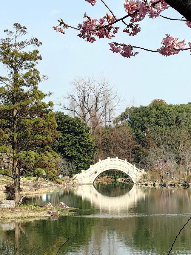 櫻花季（上海植物園）