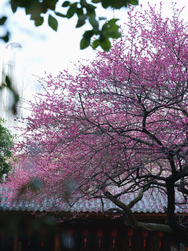 賞梅-湖州鐵佛寺