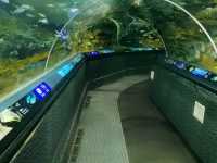 陽光海岸水族館 | 開啟奇妙的海底之旅