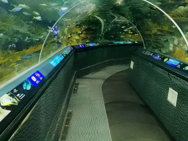 陽光海岸水族館 | 開啟奇妙的海底之旅