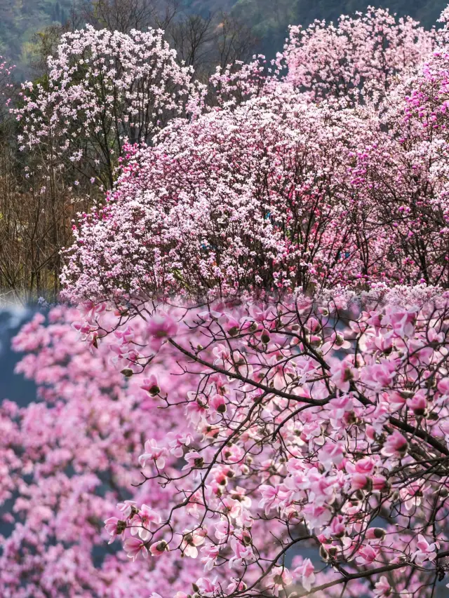 รอบๆ เมืองเฉิงตู ดอกไม้ซินอี้บนภูเขาเจียวฮวงเริ่มบานแล้ว ดินแดนสวรรค์สีชมพู