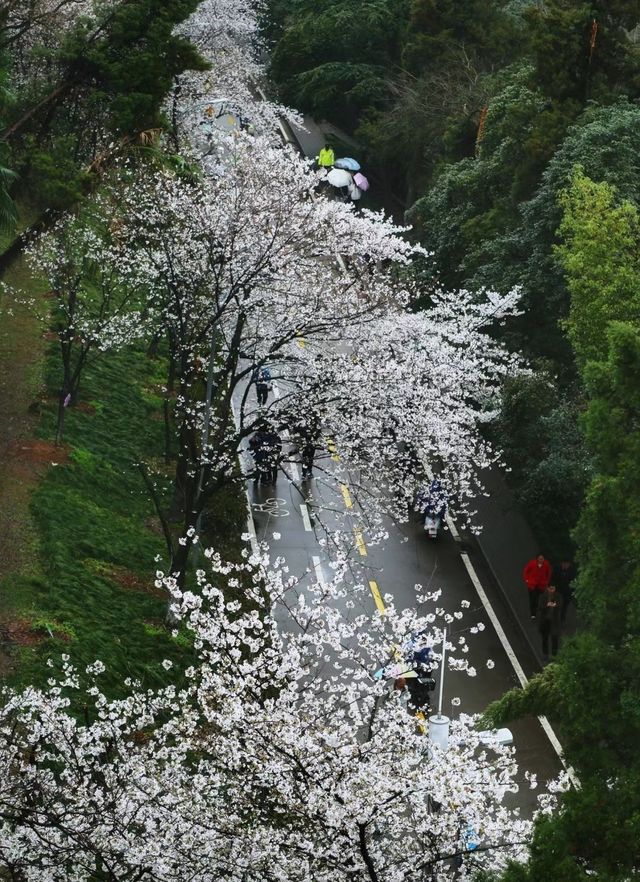 武大學生，真的怕了櫻花季