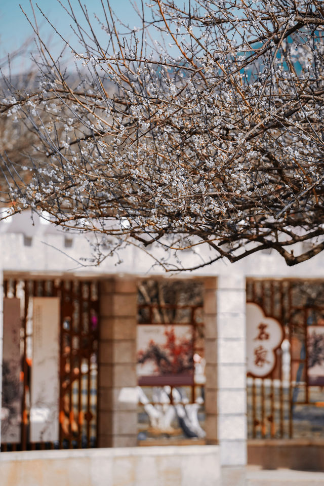 答應我一定要來萝岗看「梅花雪」，錯過等一年