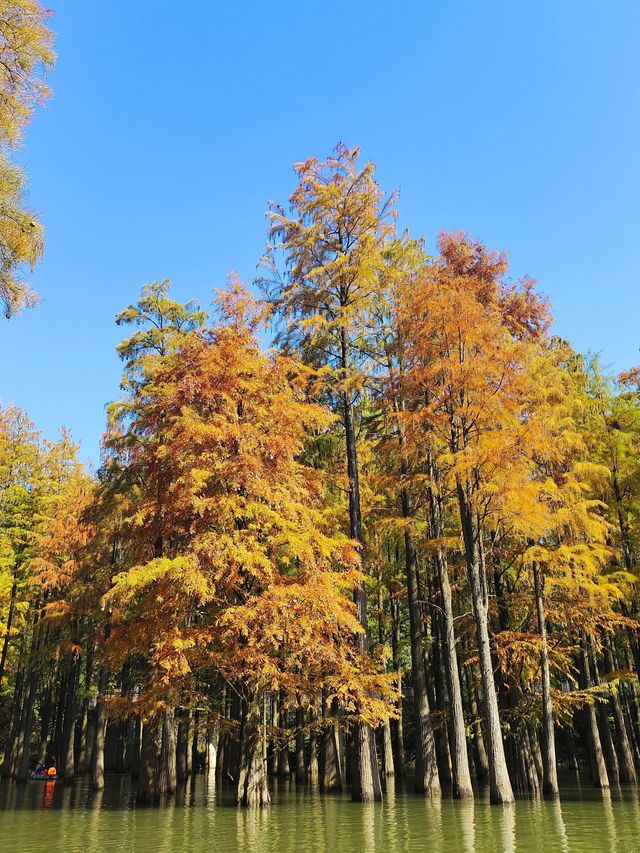 最是橙黄橘绿時｜杭州青山湖水上森林