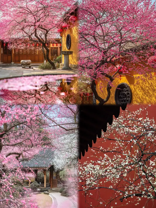 杭州の梅の花が満開で、10か所の梅の名所が花海を咲かせ、あなたを花の季節の宴に招待します！