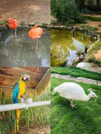 聽勸實話實說！威海西霞口神雕山動物園紅黑榜