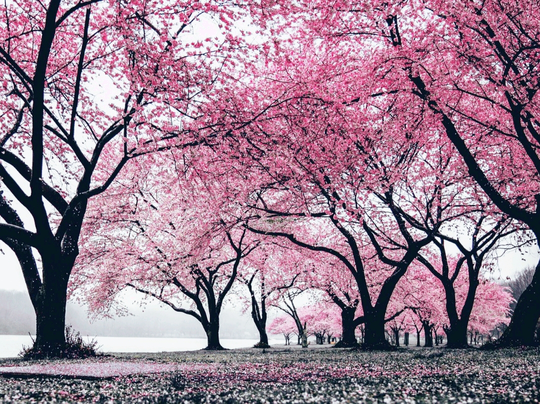 Kawasaki Cherry Blossom Inspiration | Trip.com Kawasaki