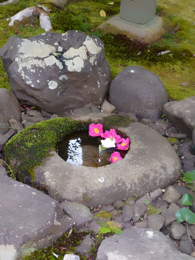 【京都·靈鑑寺·椿】