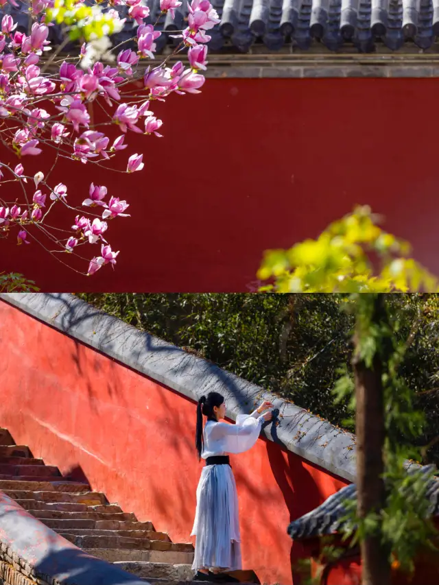 A myriad of flowers compete in beauty at Hongluo Temple, wishing for a smooth and successful time