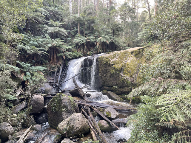 墨爾本不遠處的Toorongo瀑布