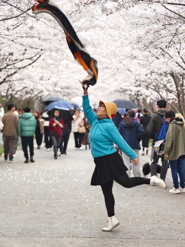 上海櫻花打卡地—浦東高東鎮櫻花園