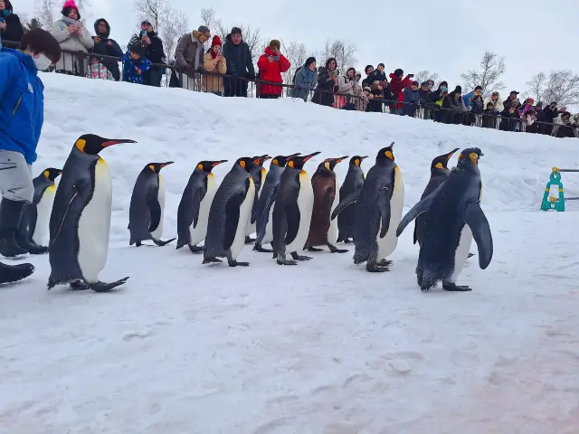 Trip to Asahikawa Asahiyama Zoo