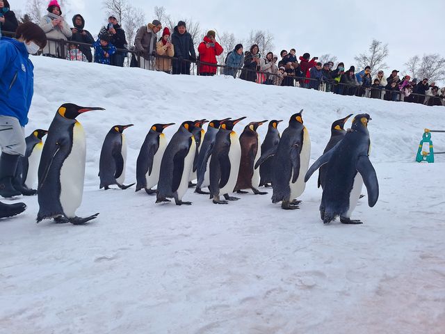 旭川旭山動物園之行