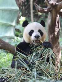 長隆野生動物園的精彩打卡之旅，別錯過這些必游項目